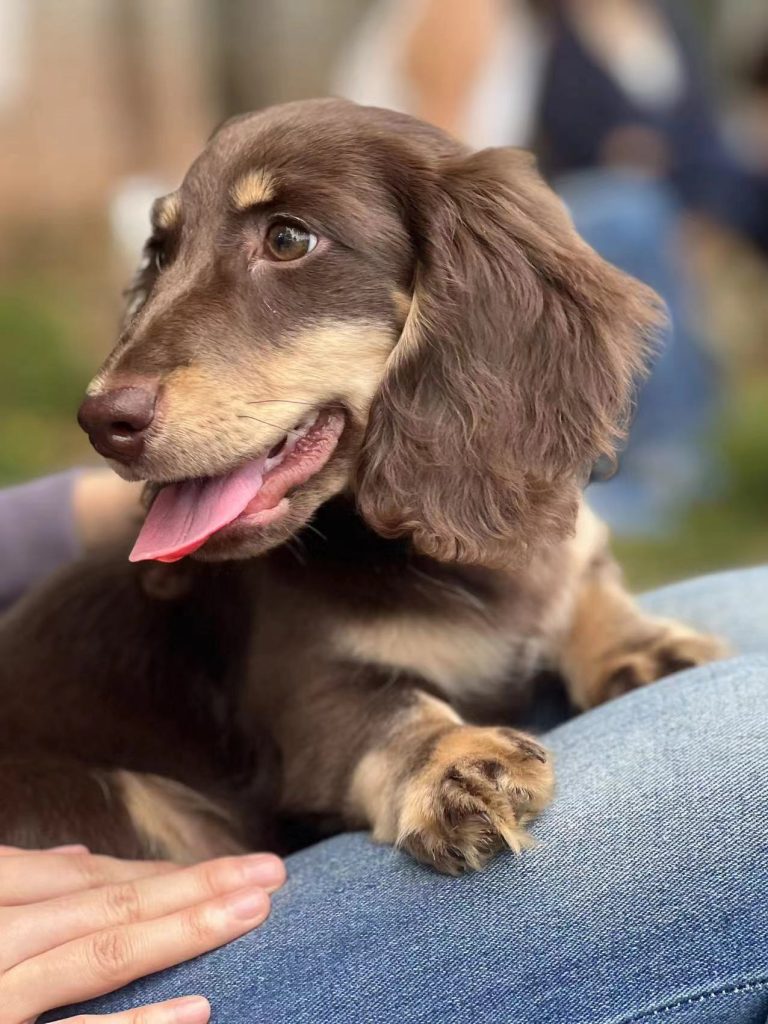 长毛腊肠犬