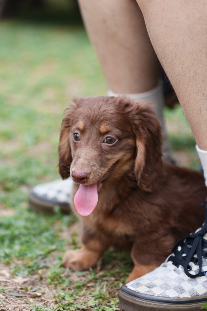 长毛腊肠犬 巧克力包金 富贵_4CN.COM朱古力腊肠犬